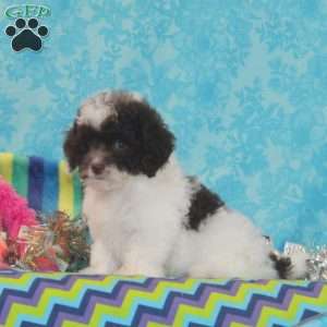 Rosie, Toy Poodle Puppy